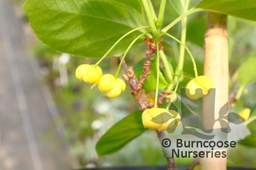 SCHISANDRA henryi  