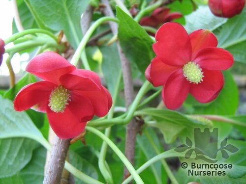 SCHISANDRA rubriflora  
