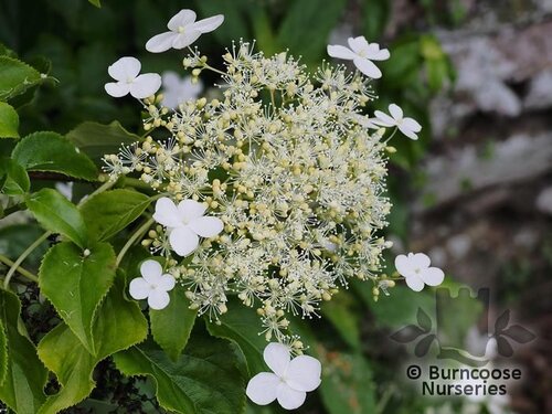 SCHIZOPHRAGMA hydrangeoides  