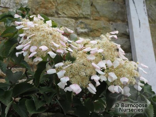 SCHIZOPHRAGMA hydrangeoides 'Rose Sensation' 