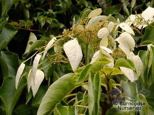 SCHIZOPHRAGMA   