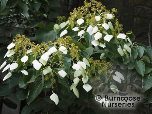 SCHIZOPHRAGMA integrifolium  