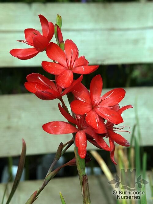 HESPERANTHA coccinea  