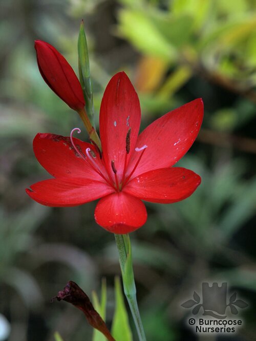 HESPERANTHA   