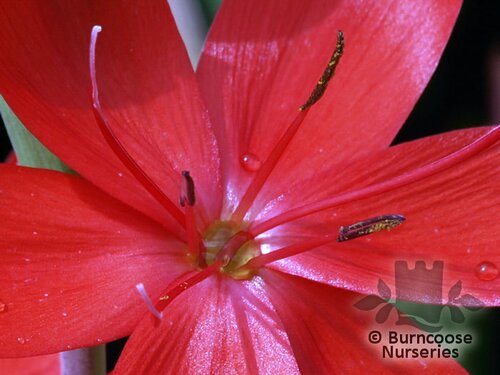 HESPERANTHA coccinea 'Major' 