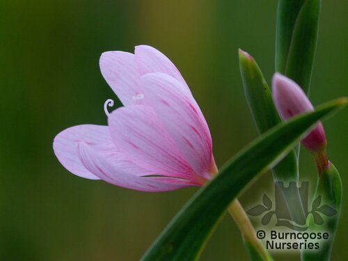 HESPERANTHA coccinea 'Mrs Hegarty' 
