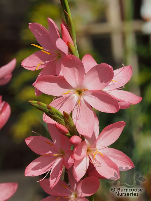 HESPERANTHA coccinea 'Sunrise' 