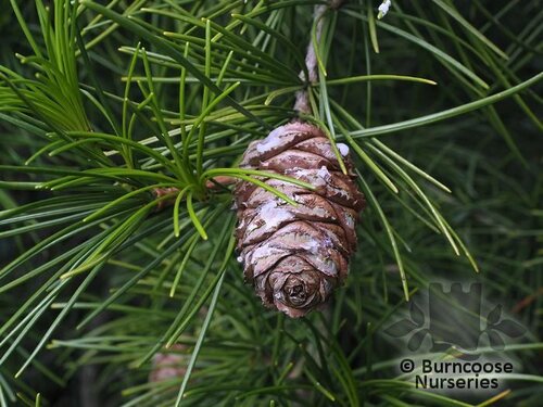 SCIADOPITYS verticillata  