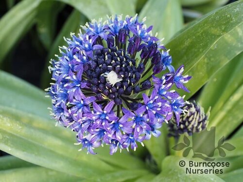 SCILLA   