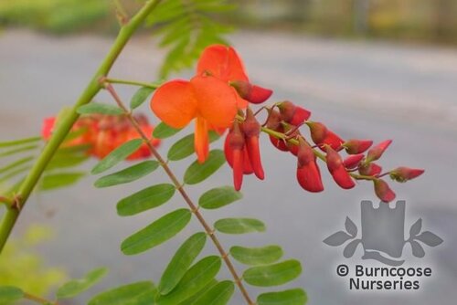 SESBANIA punicea  