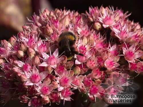SEDUM 'Matrona'  