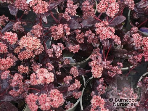 SEDUM 'Purple Emperor'  