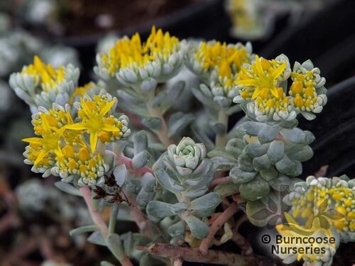 SEDUM   