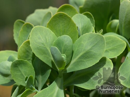 SEDUM spectabile  