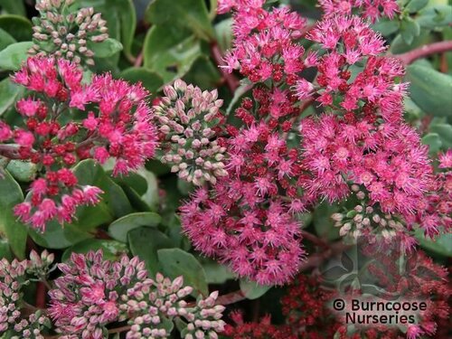 SEDUM 'Vera Jameson'  