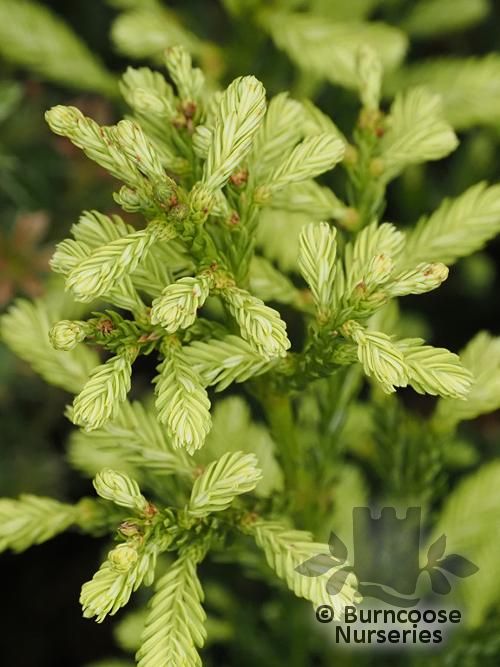 SEQUOIA sempervirens 'Adpressa' 