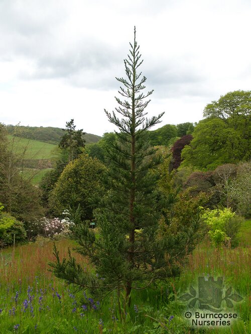 SEQUOIADENDRON giganteum  
