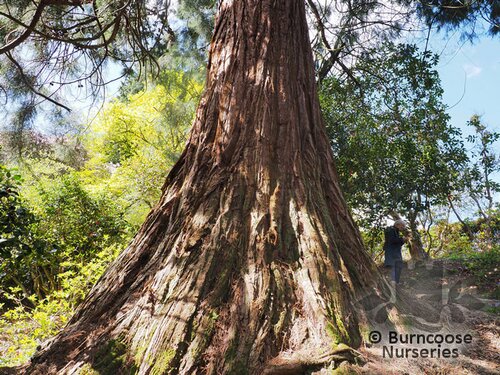 SEQUOIADENDRON   