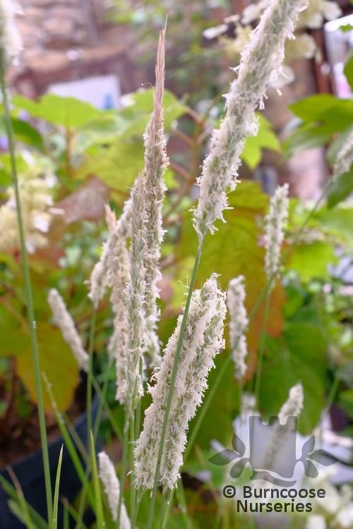 SESLERIA autumnalis  