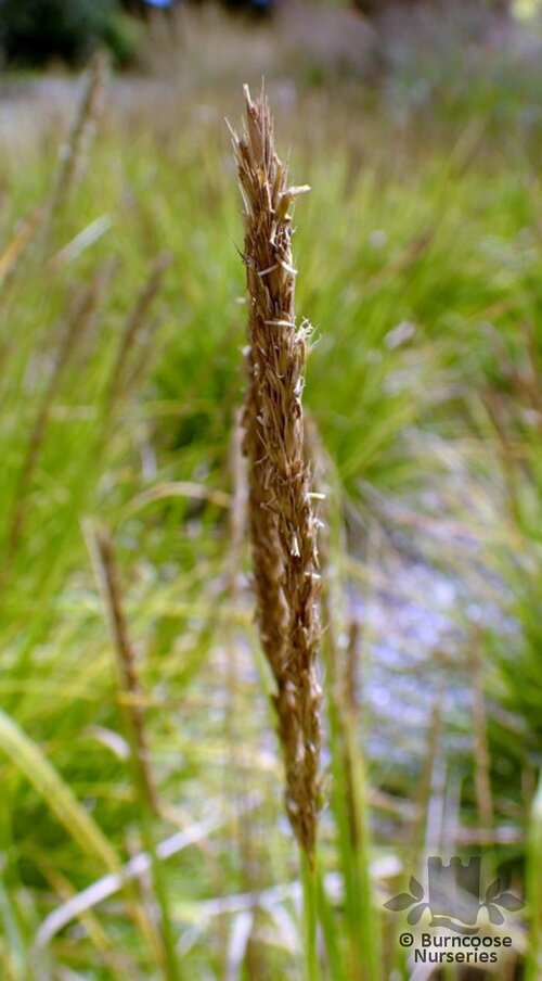 SESLERIA   