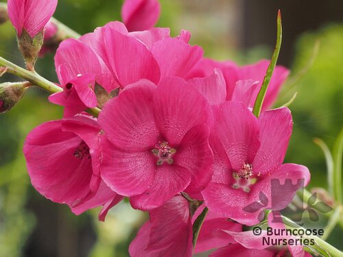 SIDALCEA 'Brilliant'  