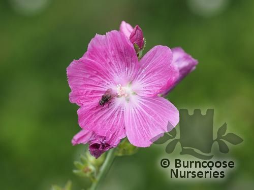 SIDALCEA 'Party Girl'  