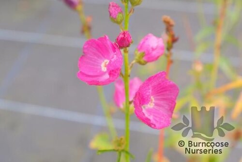 SIDALCEA 'Party Girl'  