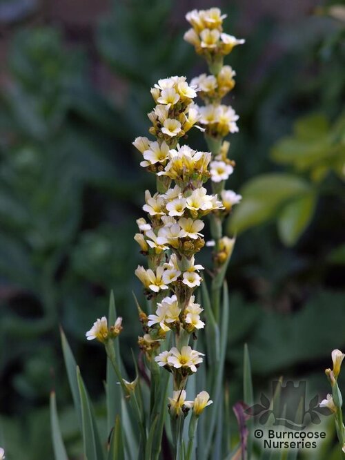 SISYRINCHIUM   