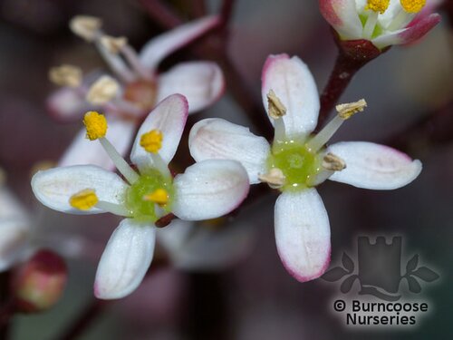 SKIMMIA japonica 'Rubella' 