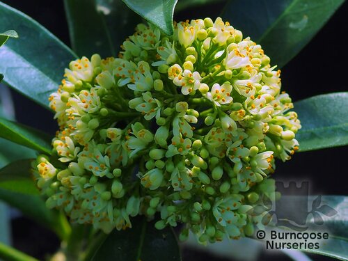 SKIMMIA x confusa 'Kew Green 