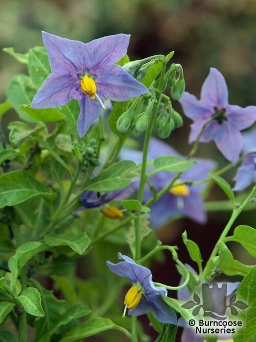 SOLANUM crispum 'Glasnevin' 