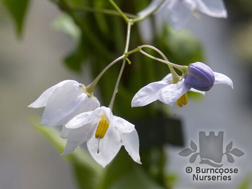 SOLANUM jasminoides  
