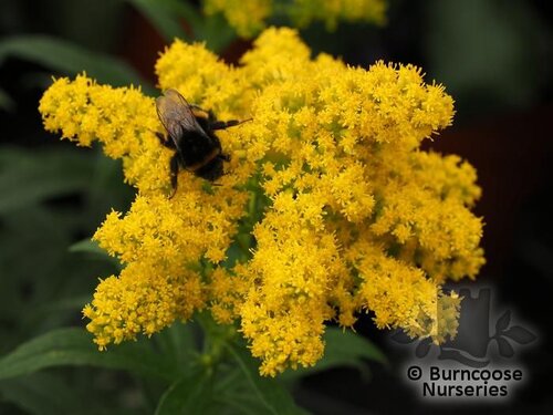 SOLIDAGO 'Golden Fleece'  