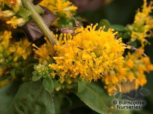 SOLIDAGO   