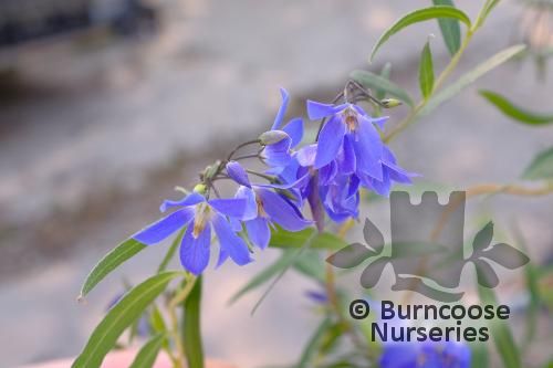 SOLLYA heterophylla 'Ultra Blue' 