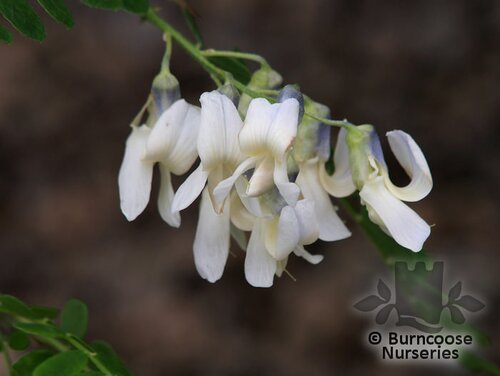 SOPHORA   