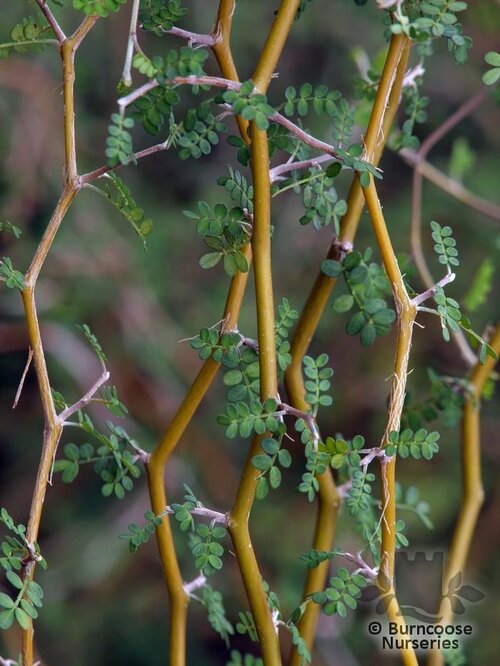 SOPHORA molloyi 'Dragon's Gold' 