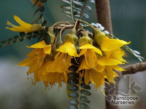 SOPHORA microphylla 'Sun King' 