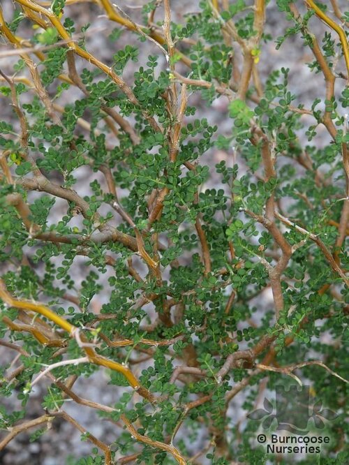 SOPHORA 'Little Baby'  