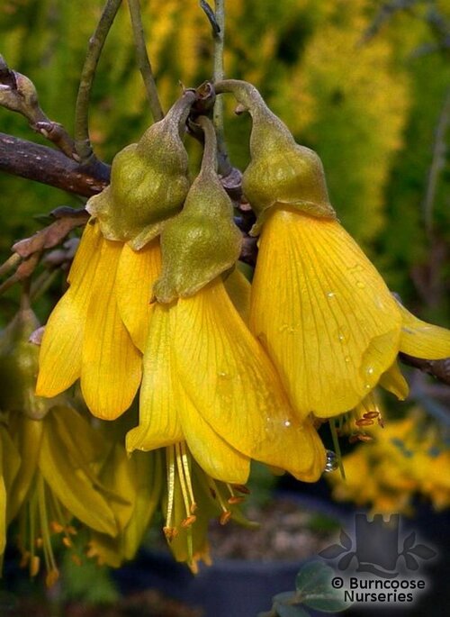 SOPHORA tetraptera  