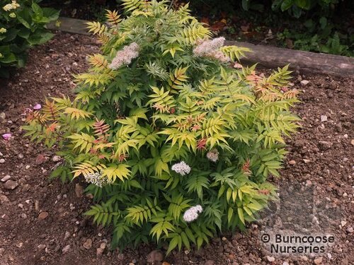 SORBARIA sorbifolia 'Sem' 