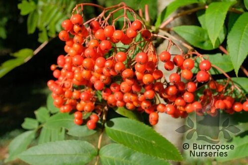 SORBUS americana  