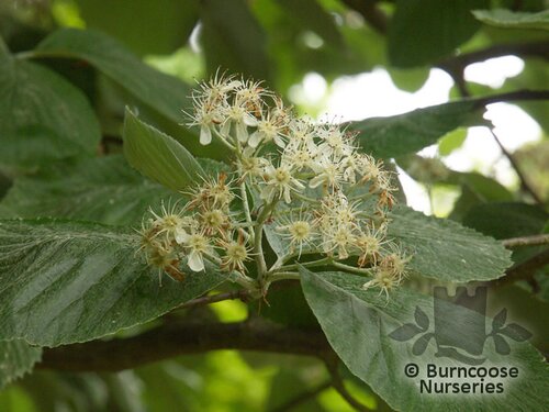 SORBUS aria 'Lutescens' 
