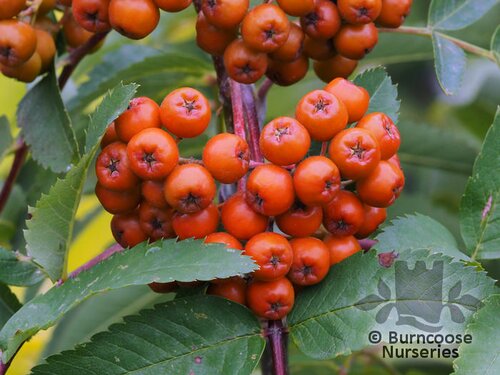 SORBUS aucuparia 'Sheerwater Seedling' 
