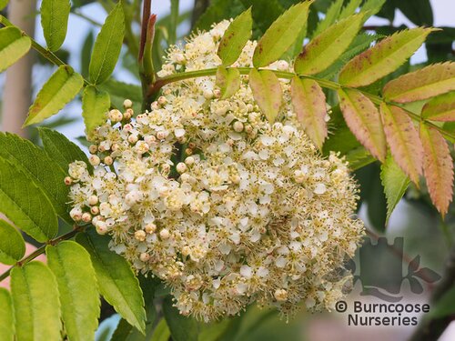 SORBUS 'Autumn Spire'  