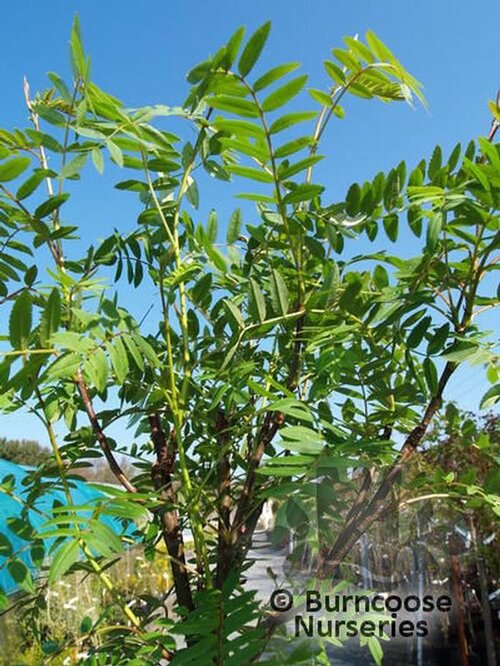 SORBUS cashmiriana  