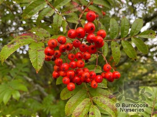 SORBUS commixta 'Embley' 