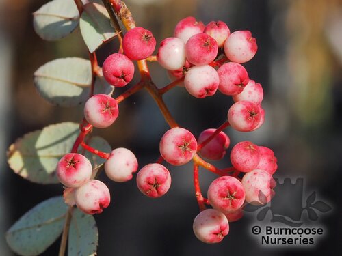 SORBUS hupehensis  