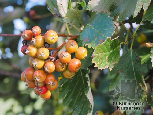 SORBUS intermedia  