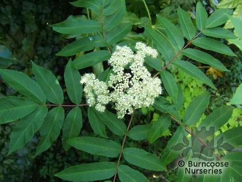 SORBUS sargentiana  